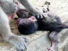 猴媽媽讓新生猴兒硬生生摔在水泥地上，大聲的哭泣，畫面太扎心！