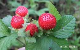 農村田邊的“野草莓”，農村的小孩不敢吃，以為是蛇的食物！
