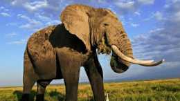 假如大象早已滅絕, 科學家能透過化石推測出大象的長鼻子嗎?