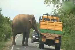 一頭野生大象在公路上攔截過往車輛,收費檢查,過往司機都很配合