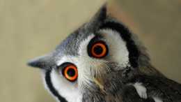 眼睛比腦子大，貓頭鷹的雙目為什麼是圓柱形？