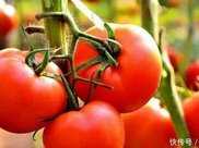 重點關注西紅柿如何預防便秘、幫助消化和提高農民產量3點