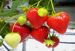 明白草莓出現畸形果的原因，就可以進一步地做好預防工作