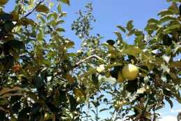 瞭解蘋果樹整形修剪的原則和時期，促進蘋果樹的健康成長