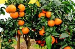 柑橘中的“貴族”，畝產1萬斤，10元1斤很搶手，果農：後悔種少了