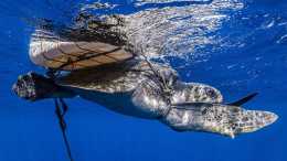 海洋攝影展直擊“海生動物的奧妙”同時探討“環境永續議題”