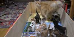 貓媽媽照顧14只小貓，餵奶時讓它很無奈，貓媽媽：大家排隊喝奶