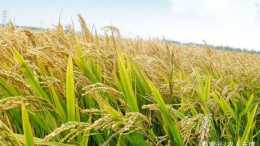 稻子出現早衰的情況是什麼原因所造成？應該如何去應對？
