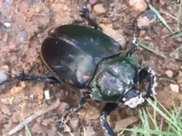 被宣佈滅絕，如今重現貴州印江，陽彩臂金龜是什麼樣的珍稀昆蟲