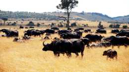食草動物生下來, 就是被食肉動物吃的? 非洲野牛群為何不反擊?