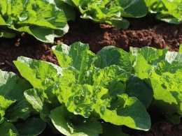 給白菜施肥,大多數農戶方法不恰當,影響產量和包心