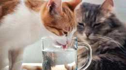 你知道嗎？貓咪經常喝自來水也會生病的呦！