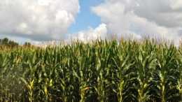 玉米種植的保護性耕作技術研究，從而不斷地提升玉米的產量與質量