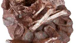 令人瞠目結舌的化石發現了一隻坐在一窩蛋上的恐龍
