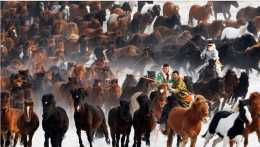 蒙古人為什麼不養驢?
