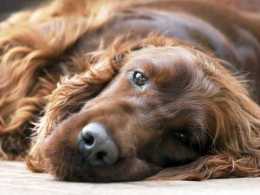 養狗之後,家裡為何總是臭烘烘?狗的體臭是什麼因素引起的?