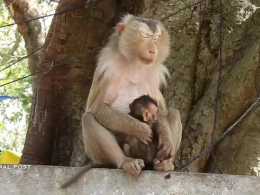 小猴被美猴控制了，猴媽安慰小猴，尋找機會救它離開！