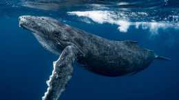 盤點地球上最大的10種鯨魚, 座頭鯨僅排第7, 藍鯨一天要吃4噸