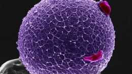 一個新生命的誕生！顯微鏡下的卵子精子結合