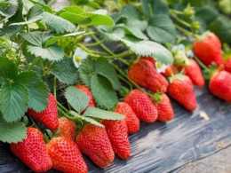 種草莓就要比又大又亮又甜!學會這招,你的草莓與眾不同