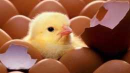“熟雞蛋”孵小雞 - 真的可能!