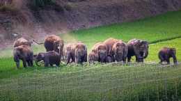 三群大象群紛紛離家出走，是有什麼原因嗎，他們分別走向哪裡？
