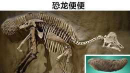 罕見的化石：被人類找到的7個非常古老且神秘的動物化石