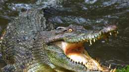 河北武安有人往水庫裡放生了2條鱷魚？專家：愚蠢行為！