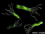 幽門螺桿菌最大的“天敵”，經常吃養胃除菌，胃偷偷好起來