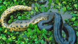 15年沒遇過雄蛇, 62歲雌蛇為何產下7枚蛇卵