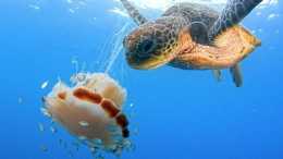 海龜像吃麵條一樣吃水母, 它的嘴巴難道不會有刺痛感嗎?