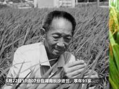 致敬袁隆平院士，91歲仍然奮戰一線，致力讓所有人遠離饑荒