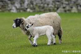 母羊科學養殖一年兩胎、兩年三胎、是怎麼樣操作的