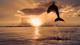 1400只海豚在丹麥捕殺，鮮血染紅了大海！