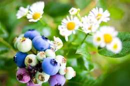 種藍莓的老人說：這四種“窮”，是一種“惡窮”，我們要注意辨別