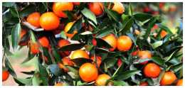 砂糖橘吃起來甜得像初戀，如果你也想種砂糖橘，怎麼建果園最好
