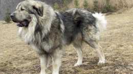 世界最大的犬科動物高加索犬, 可以打敗北美灰狼嗎?
