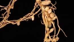 植物根相關細菌優先定殖於它們的原生宿主植物根