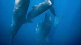 鯨魚經常浮出水面呼吸，在海里睡覺的時候，為什麼不會被憋死？