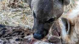母鬣狗為幼崽搶花豹獵物，被趕來的雄獅啃食，花豹趁機咬死小鬣狗