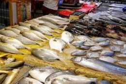魚肉要多吃，這5種海魚別錯過，都是人工捕撈，鮮嫩肥美營養足