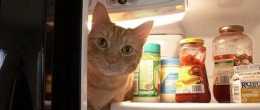 放冰箱裡的食物是不是就安全了？到底如何正確使用冰箱？
