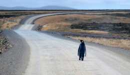 企鵝在公路上迷路卻毫不慌張，非常淡定的看向遠方，樣子還挺傲嬌