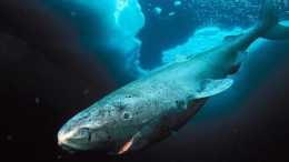 能活400歲的鯊魚，性成熟卻需要156年，這是上天的“枷鎖”嗎？