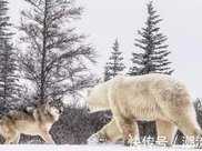 北極熊狼狽一幕，狼熊大戰，竟被獨行野狼打得狼狽逃跑！