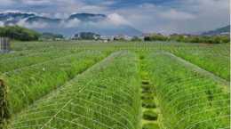 對綠色農業種植技術含義的思考，保證了農產品的安全與質量