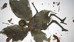 人類發現“天使”和“精靈”的化石, 難道長翅膀的人真的存在?