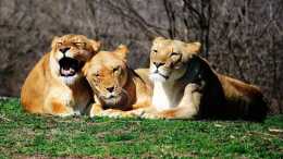 非洲最致命的貓，別看它們小其實又萌又能打，捕獵效率碾壓獅子