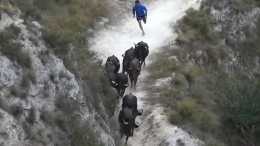 牛群在山崖狂奔，誰料沒剎住車，一頭牛直接順著衝了下去了