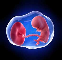 懷孕1-40周, 胎兒發育全過程四維照, 神奇的生命是這樣形成的